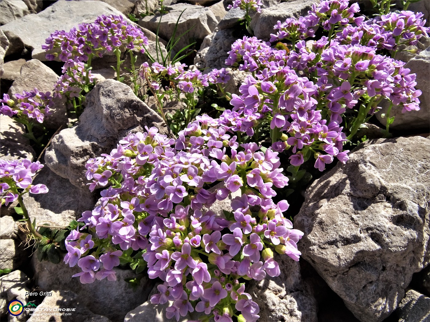 46 Erba storna rotundifolia (Thlaspi rotundifolium L.) .JPG